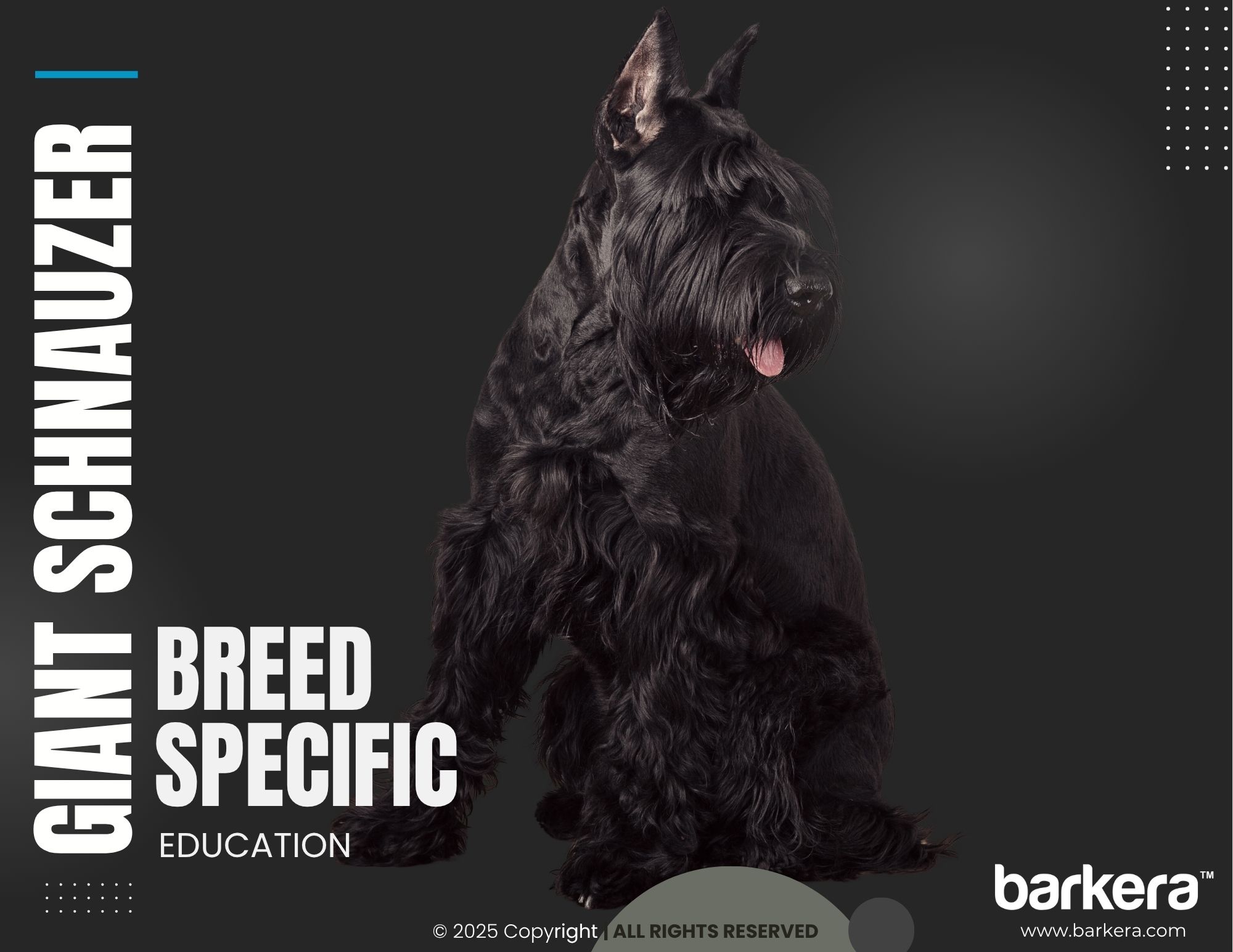 Giant Schnauzer – Breed Overview