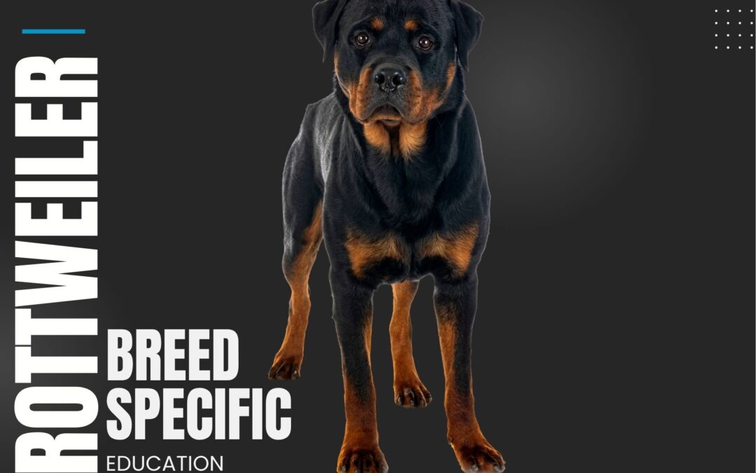 Rottweiler – Breed Overview