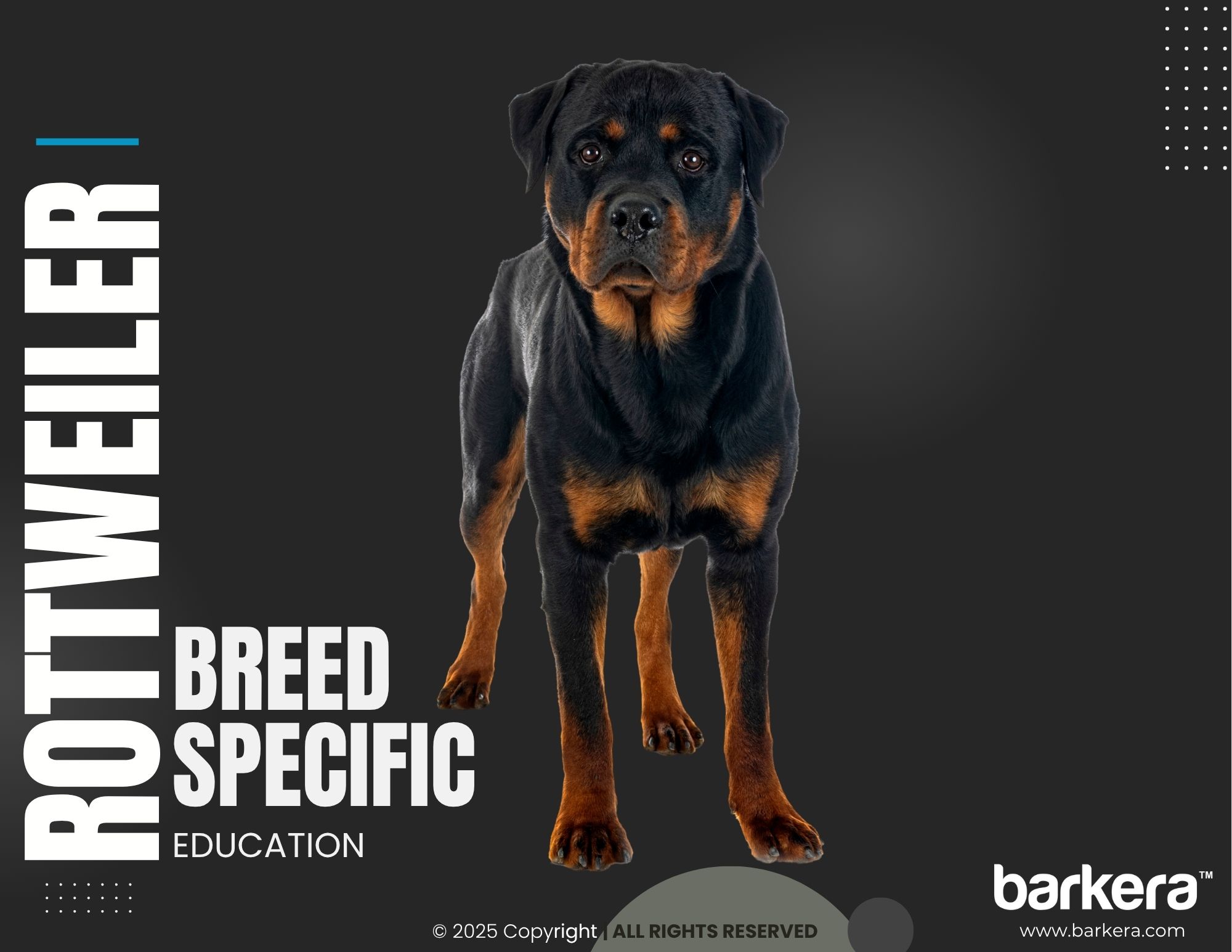 Rottweiler – Breed Overview
