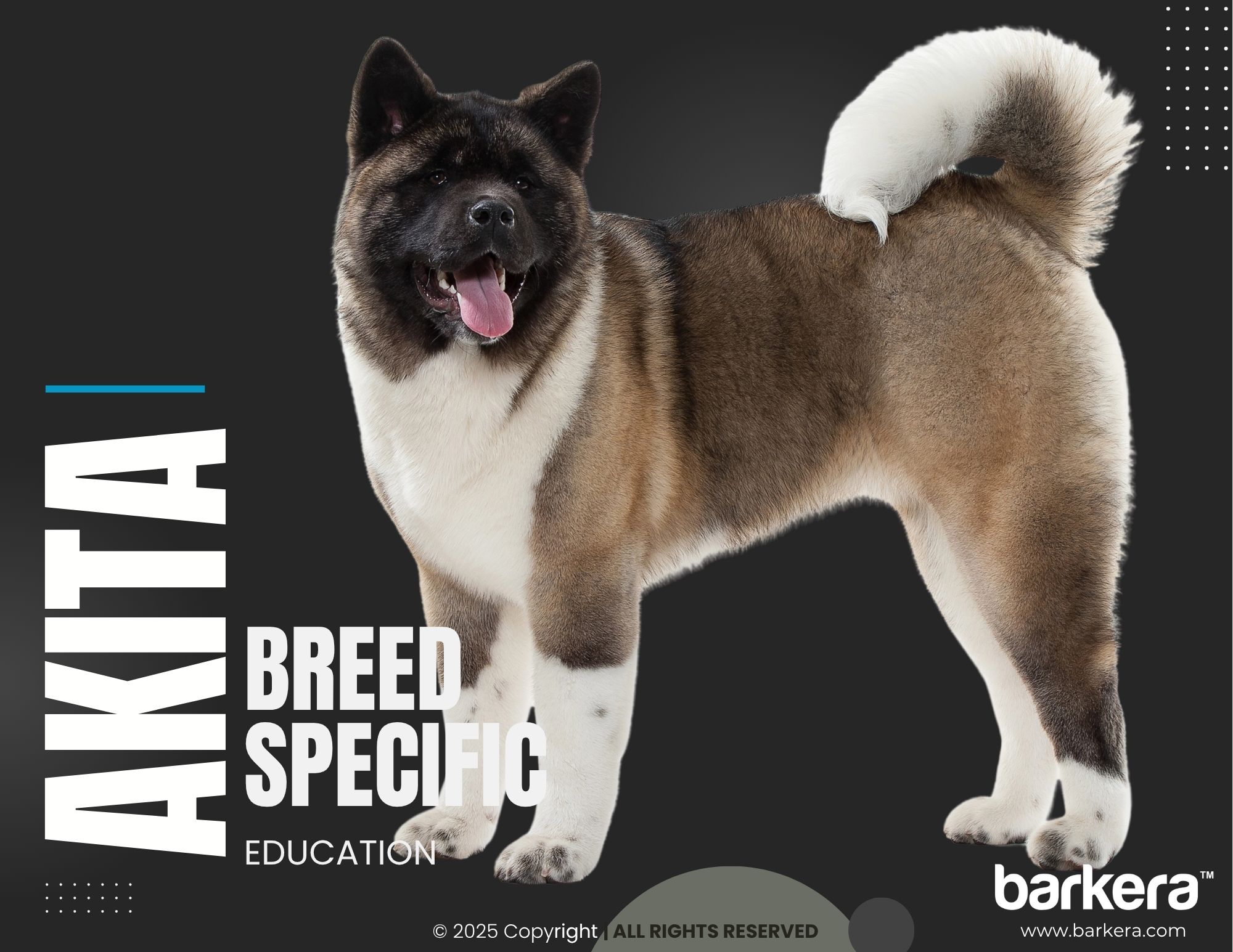 Akita – Breed Overview