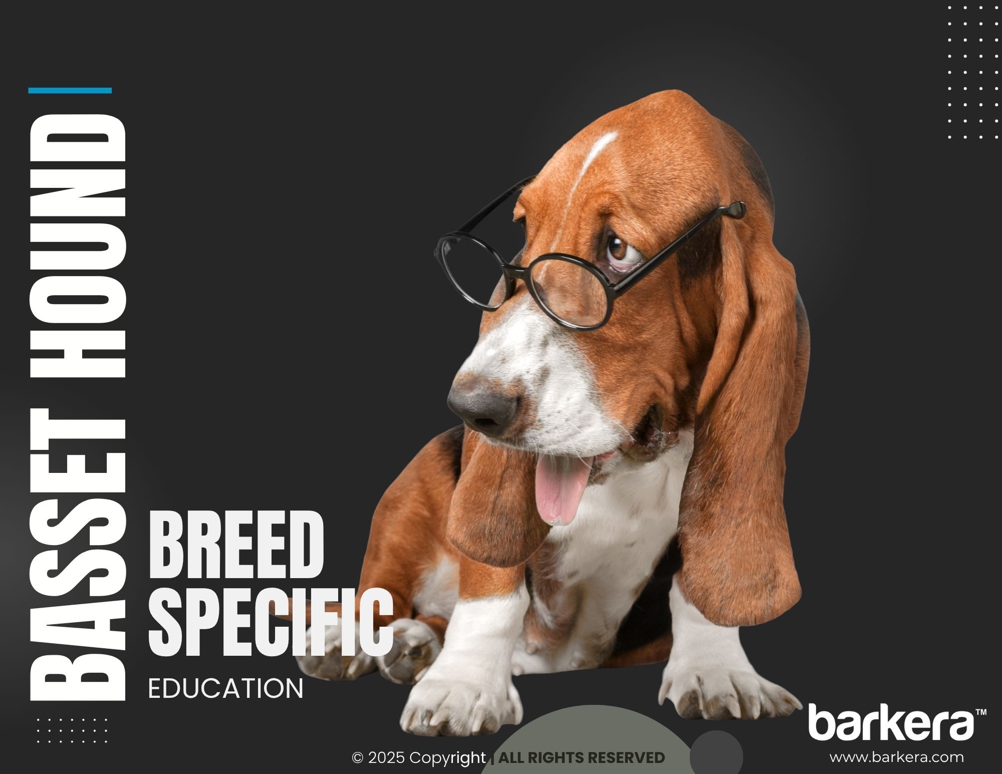 Basset Hound – Breed Overview