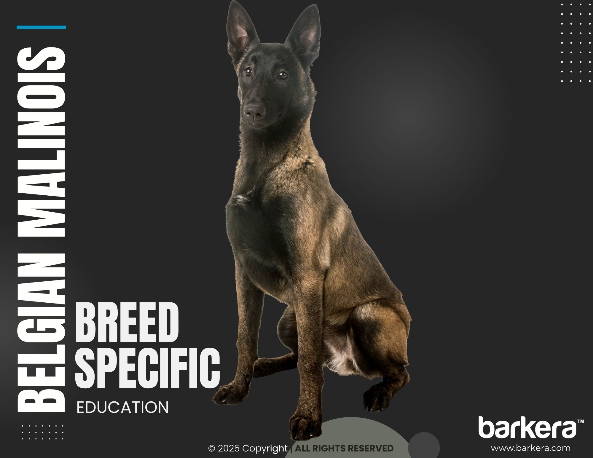 Belgian Malinois – Breed Overview