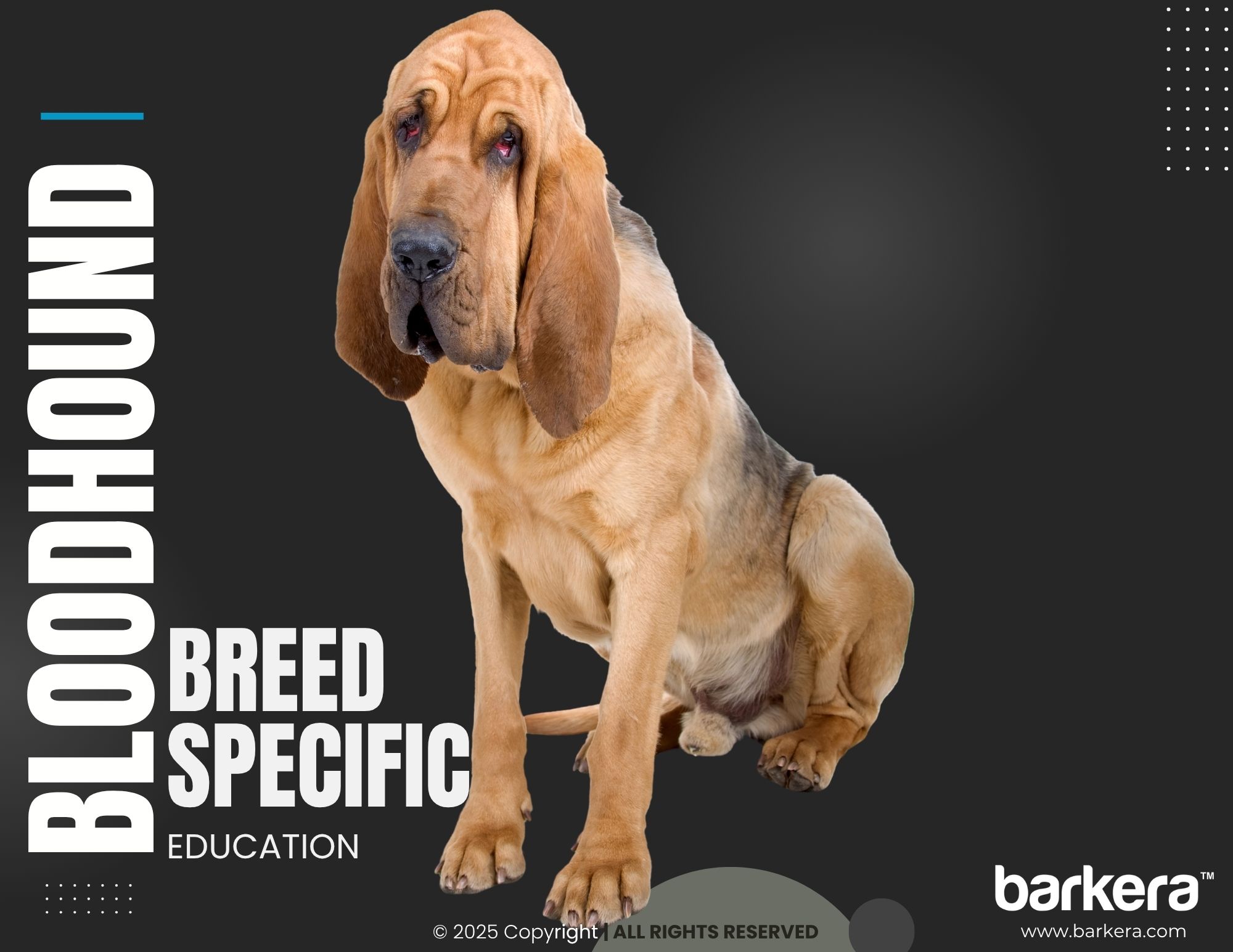 Bloodhound – Breed Overview