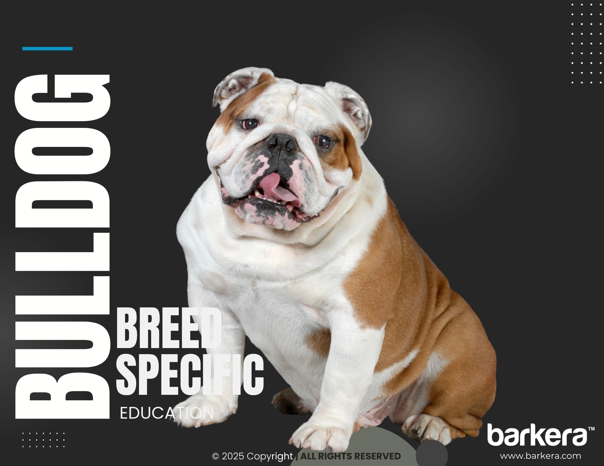 Bulldog – Breed Overview