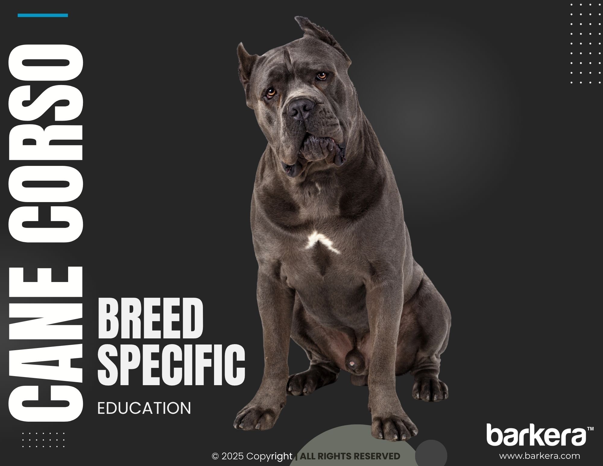 Cane Corso – Breed Overview