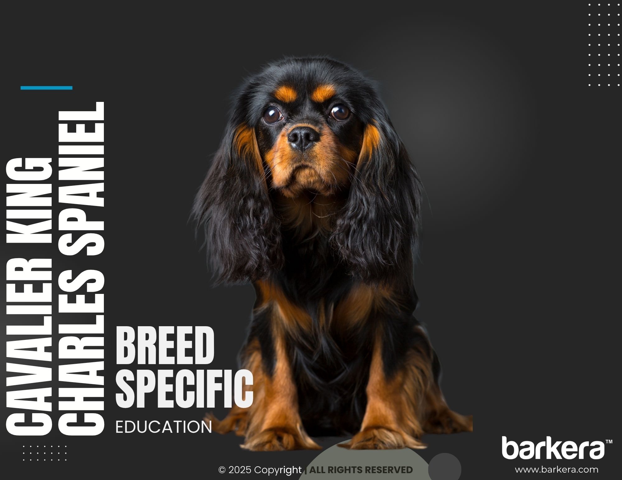 Cavalier King Charles Spaniel – Breed Overview