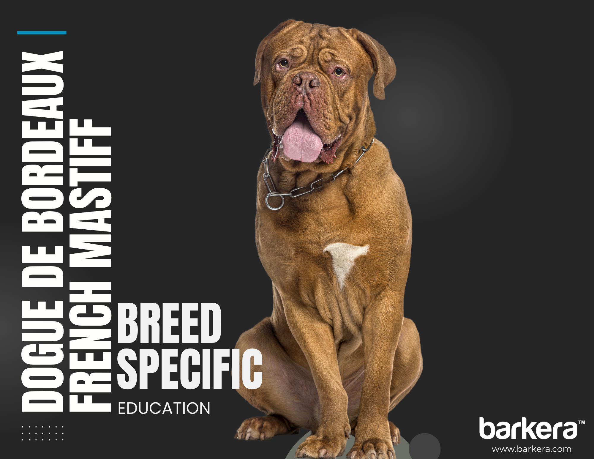 Dogue de Bordeaux – Breed Overview