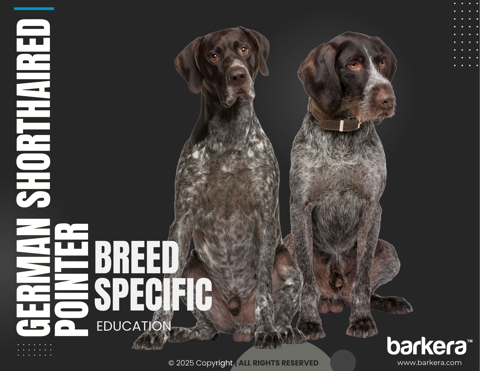 German Shorthaired Pointer – Breed Overview