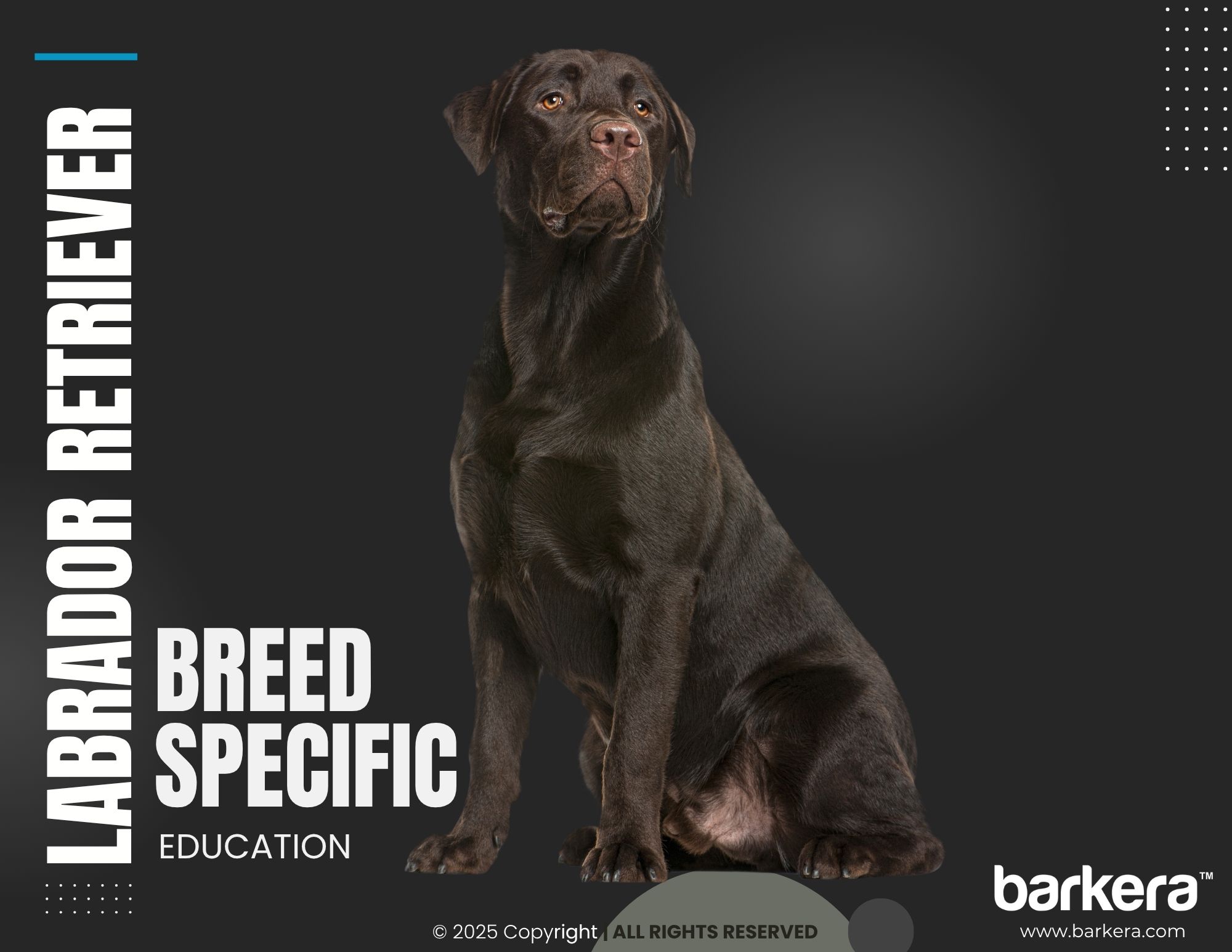 Labrador Retriever – Breed Overview