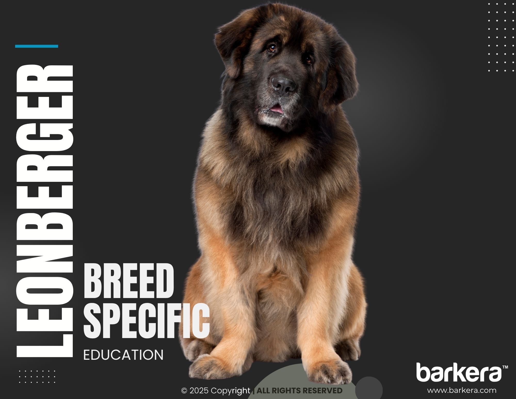 Leonberger – Breed Overview