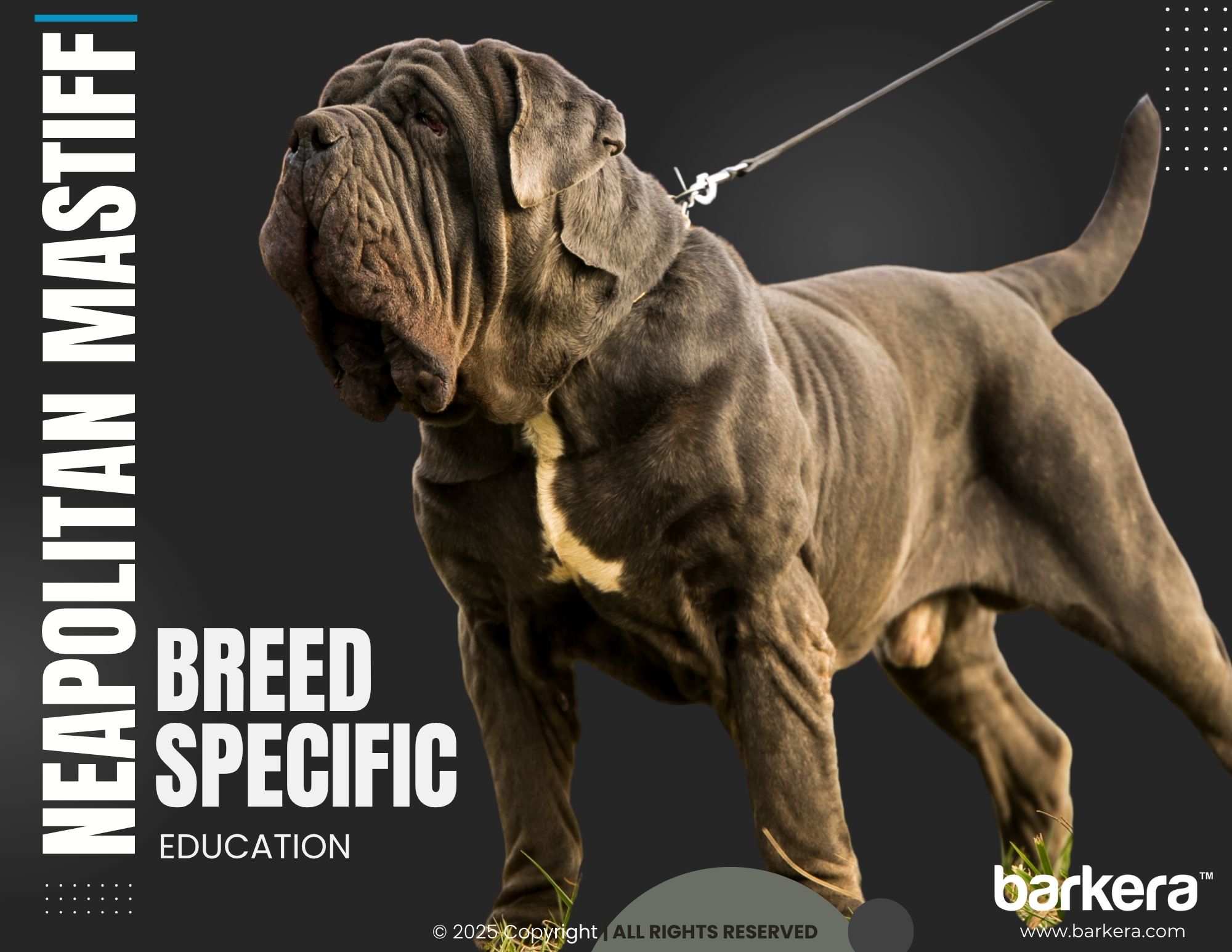 Neapolitan Mastiff – Breed Overview