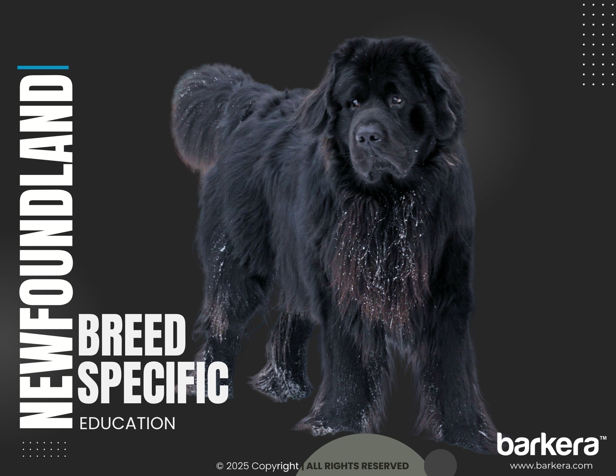 Newfoundland – Breed Overview