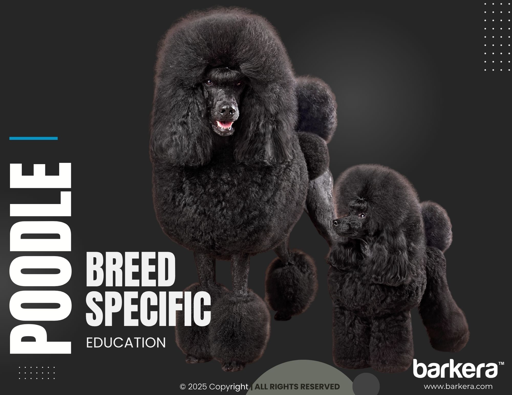 Poodle – Breed Overview