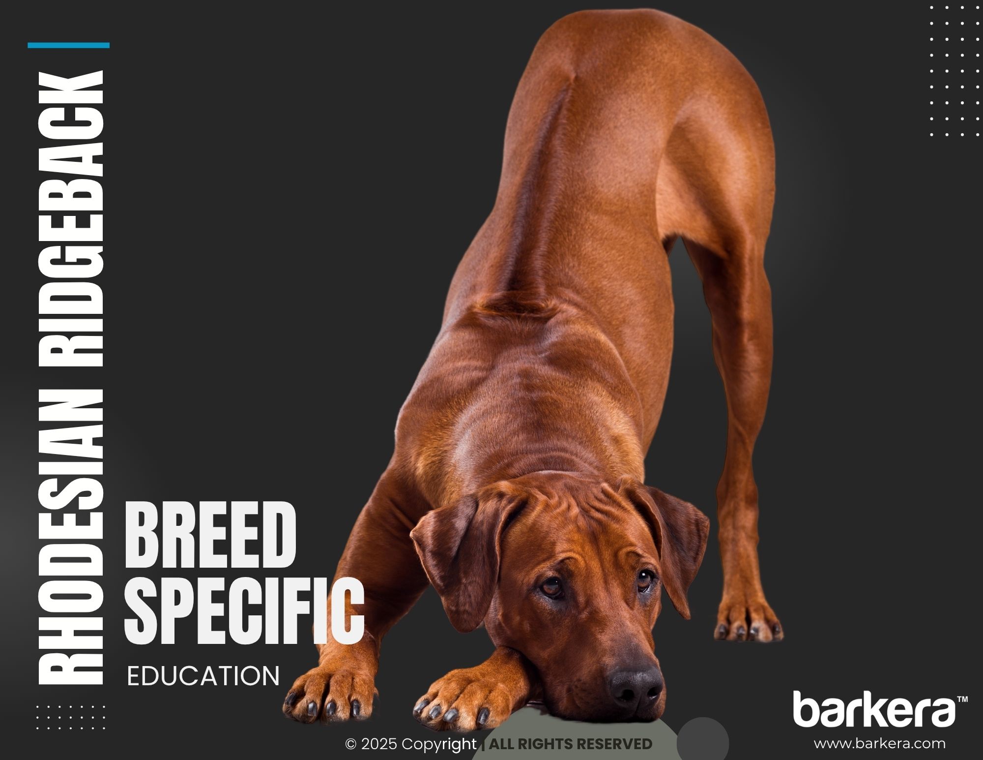 Rhodesian Ridgeback – Breed Overview