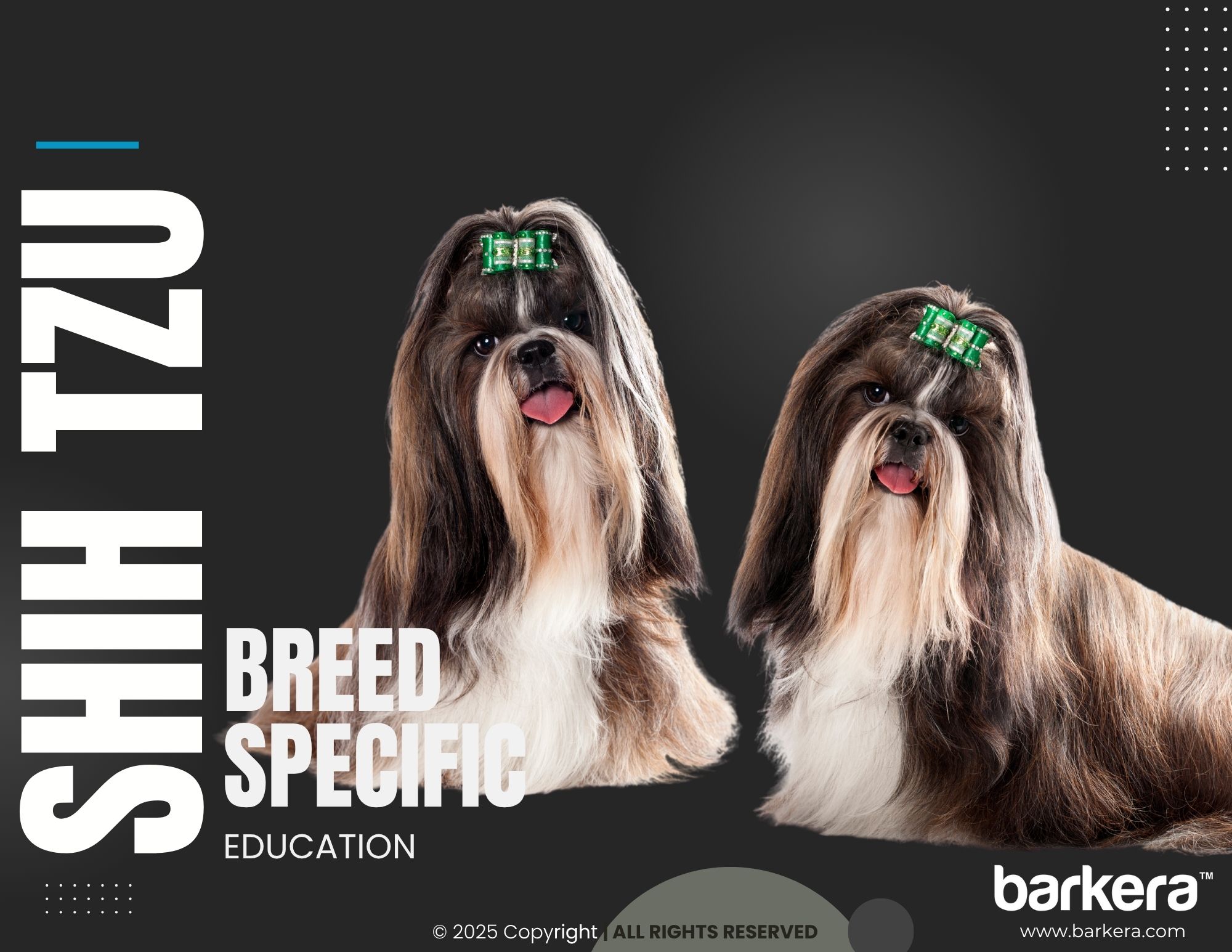 Shih Tzu – Breed Overview