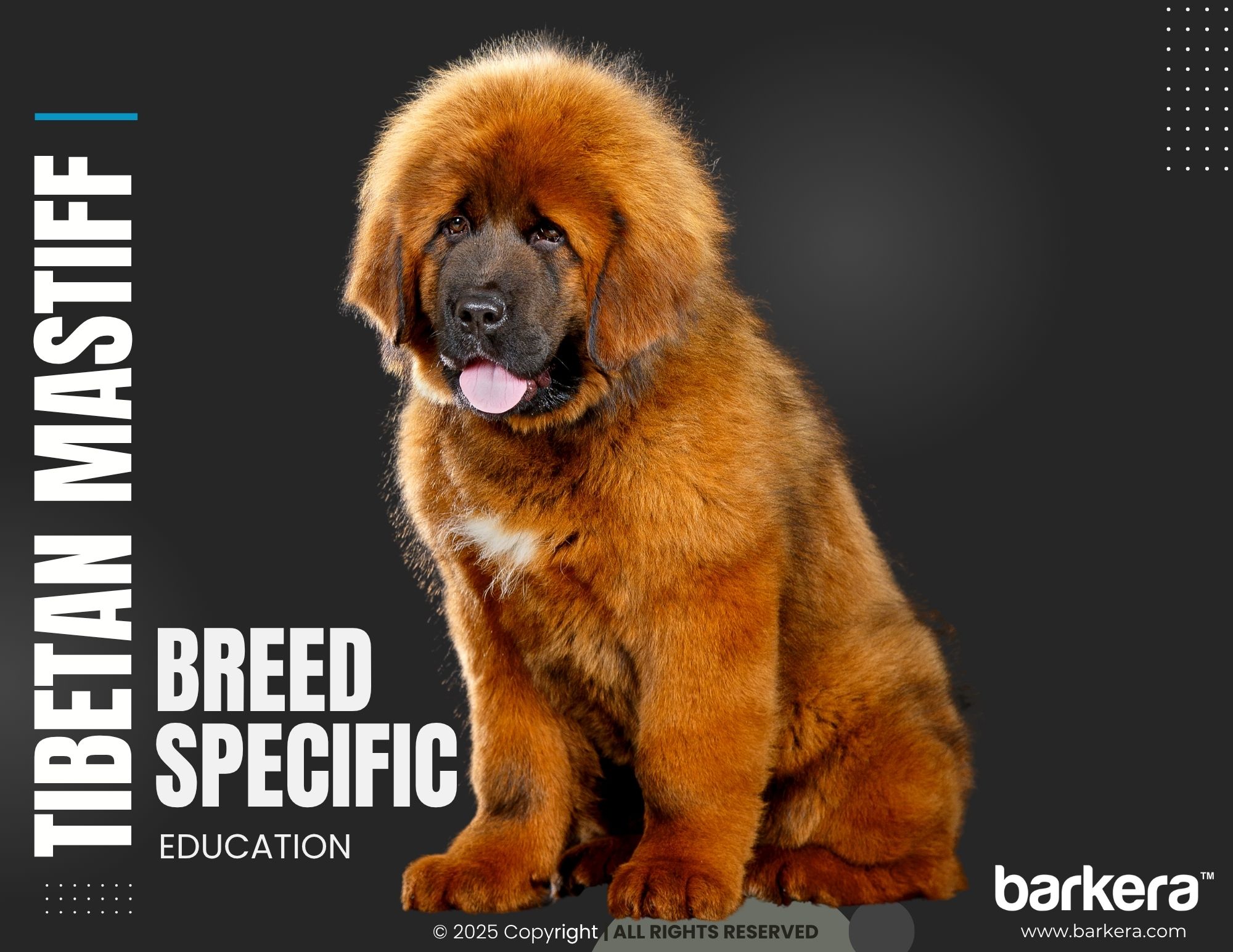 Tibetan Mastiff – Breed Overview