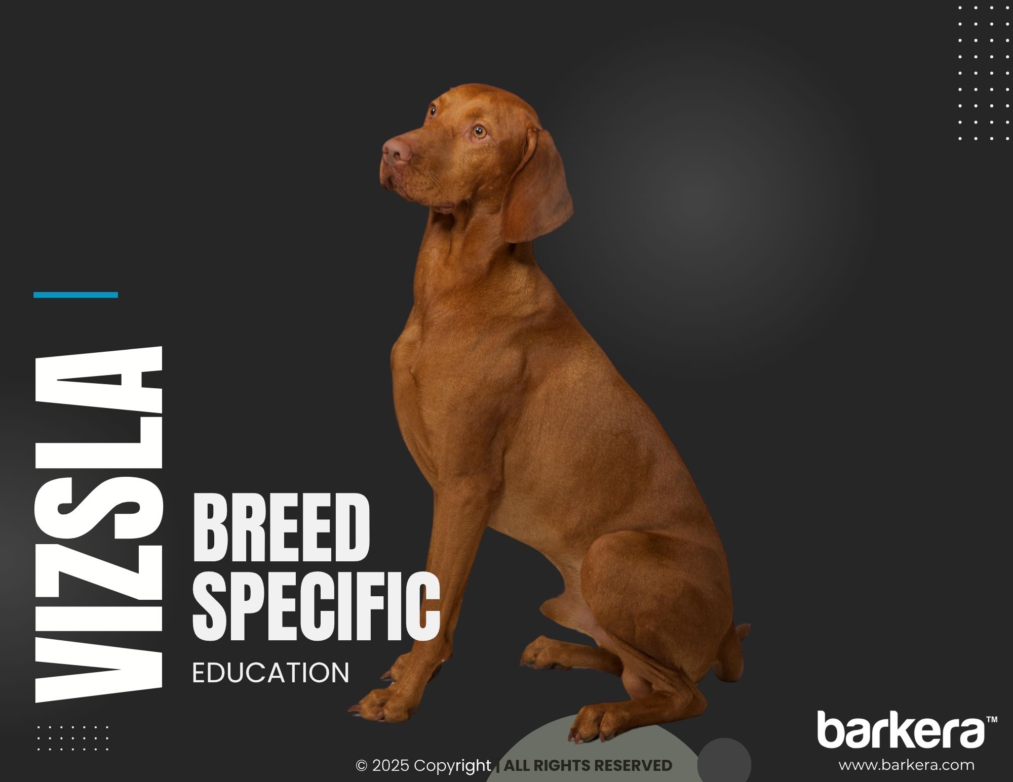 Vizsla – Breed Overview