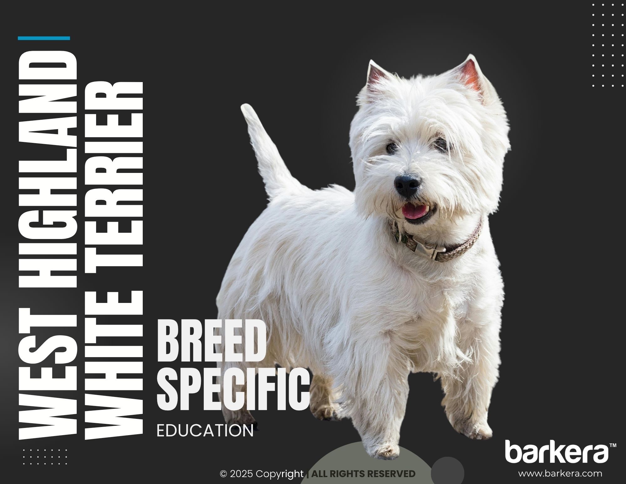 West Highland White Terrier – Breed Overview