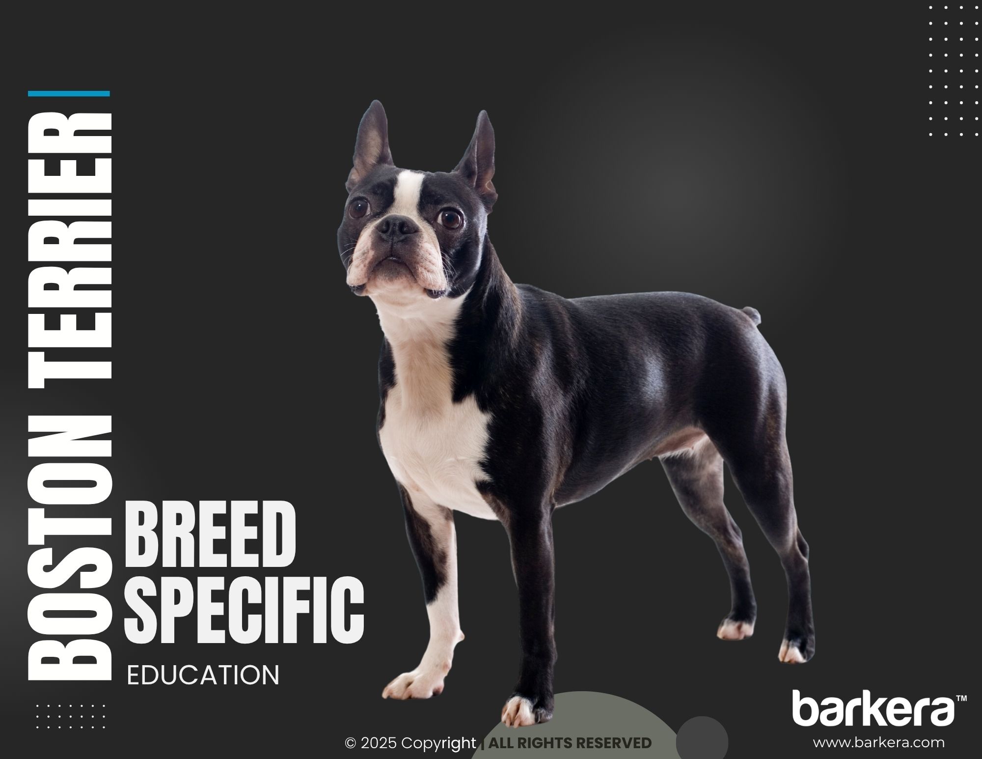 Boston Terrier – Breed Overview