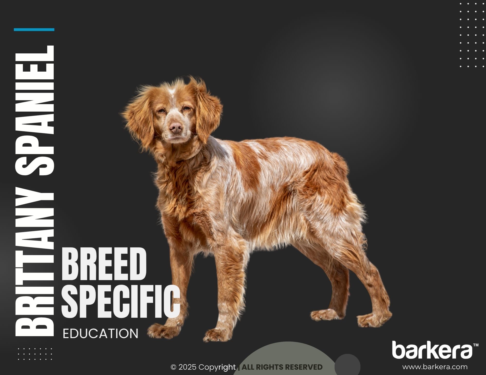 Brittany Spaniel – Breed Overview