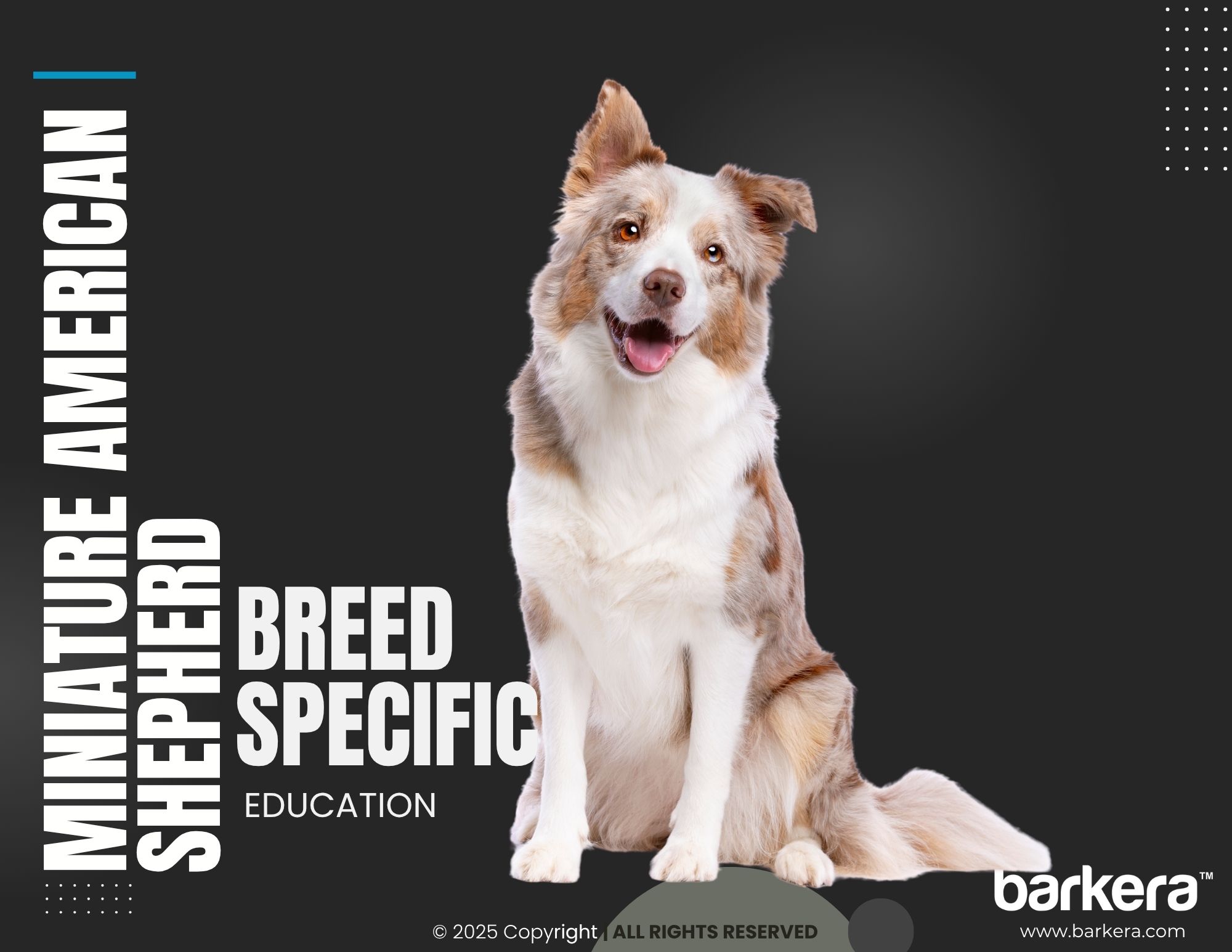 Miniature American Shepherd – Breed Overview