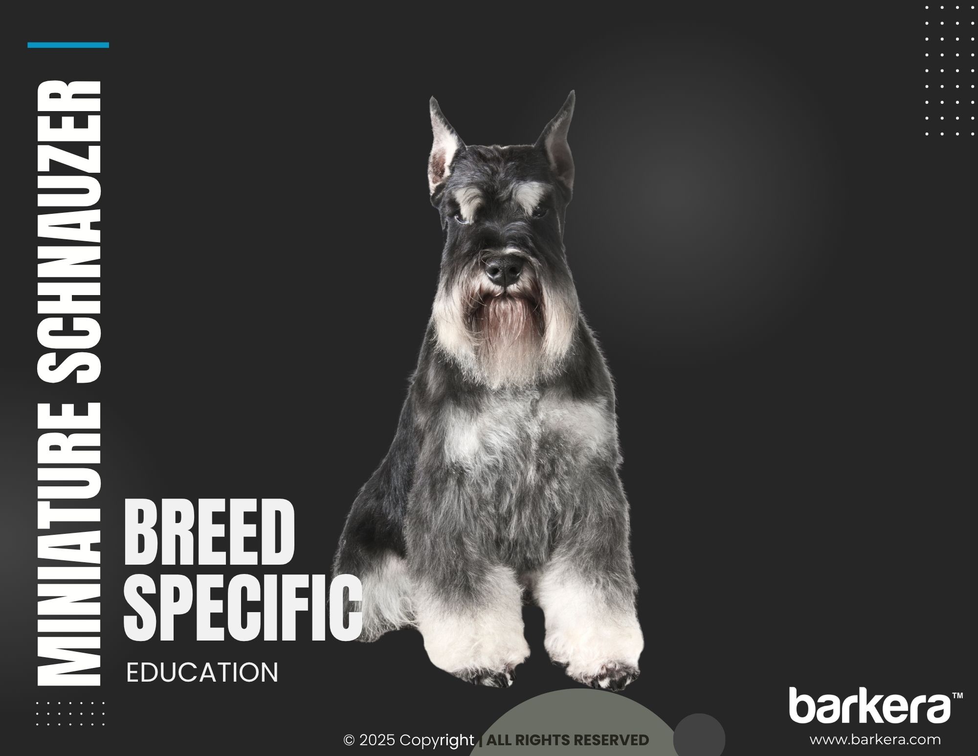 Miniature Schnauzer – Breed Overview