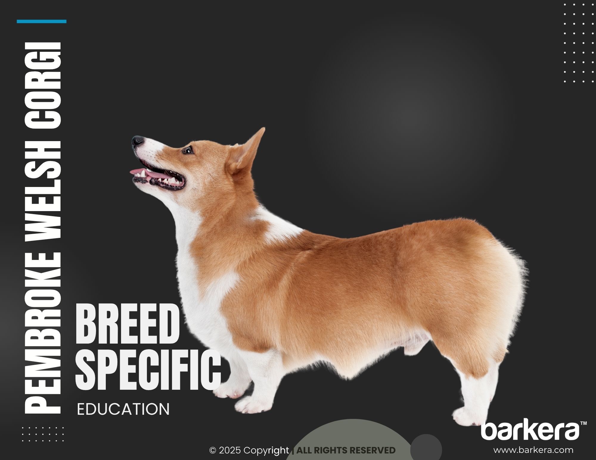 Pembroke Welsh Corgi – Breed Overview