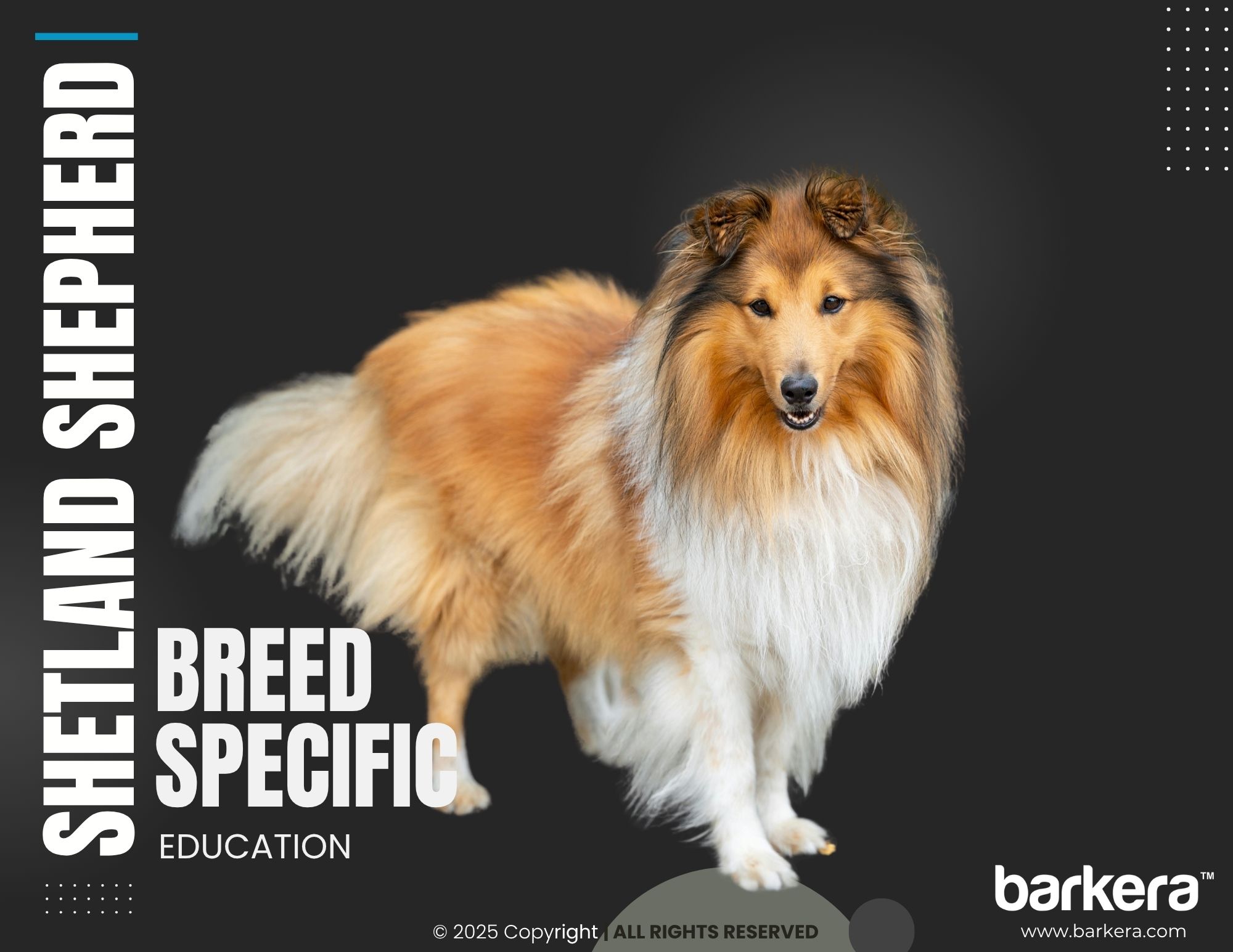 Shetland Sheepdog – Breed Overview